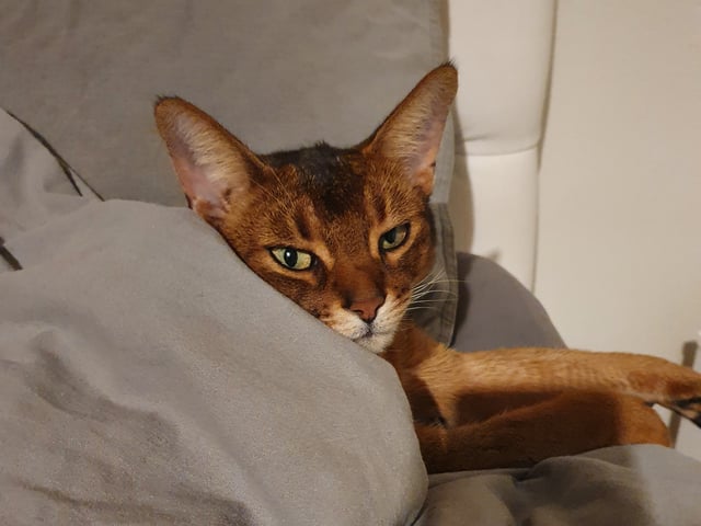 Abyssinier