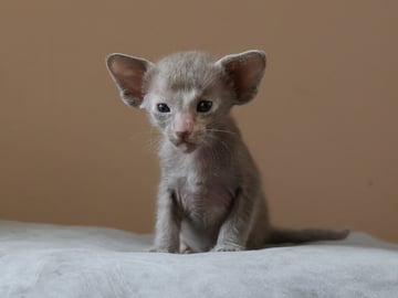 Oriental Adore Cattery