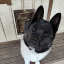 Amerikansk akita