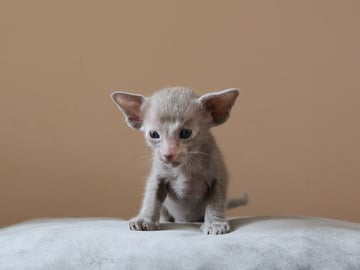Oriental Adore Cattery