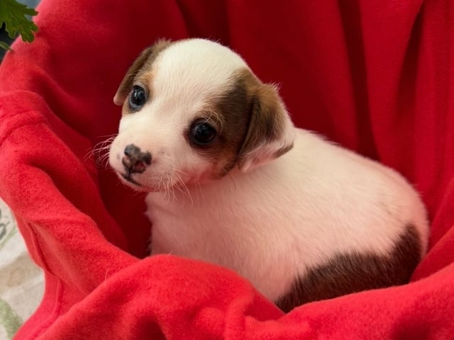 Dansk-svensk gårdhund · Alunda · Saringes