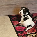 Bichon havanais