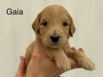 Lundatorpet