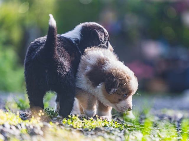 Miniature American Shepherd