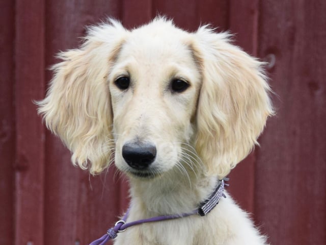 Saluki