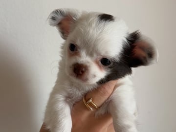 MIMOSA