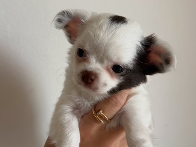 Puppy: MIMOSA