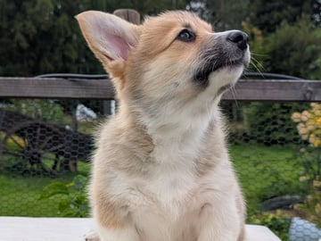 Welsh corgi pembroke · Braskereidfoss · Striolin