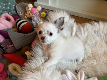Chihuahua · Nacka · Andréa Fleischer