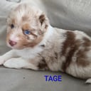 Miniature American Shepherd