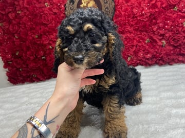 Shihpoo · Nol · Lyckliga Vovven