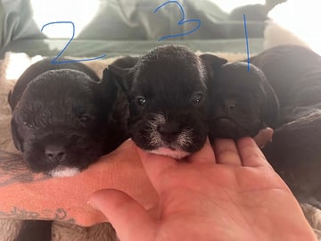 French Bulldog · Horslunde · Natasja F.