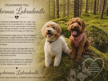Lyckornaslabradoodle