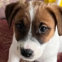 Jack Russell Terrier