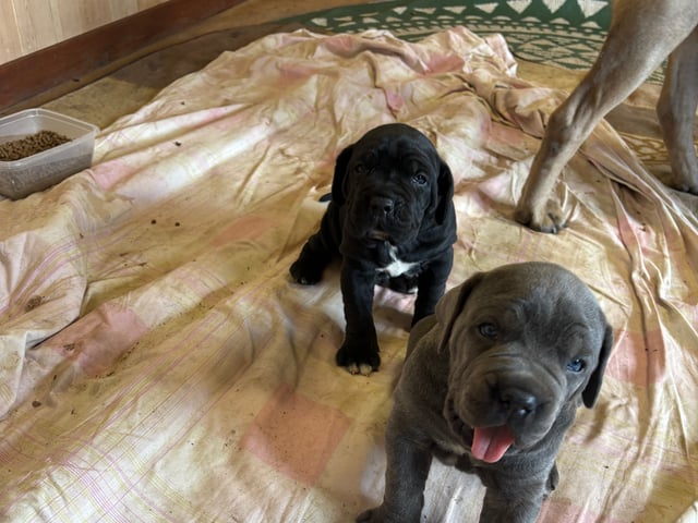 Cane Corso