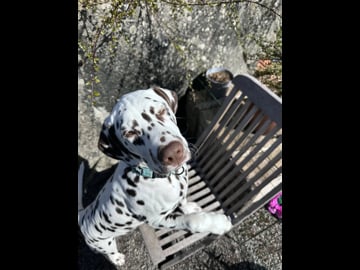 Kennel Shospot