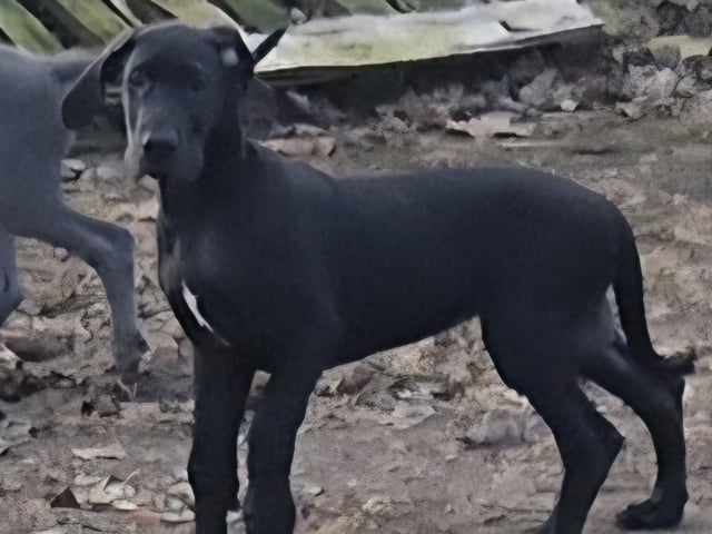 Great Dane (Grand danois)