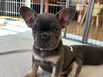 Fransk bulldog · Munka-ljungby · Skogslyckan
