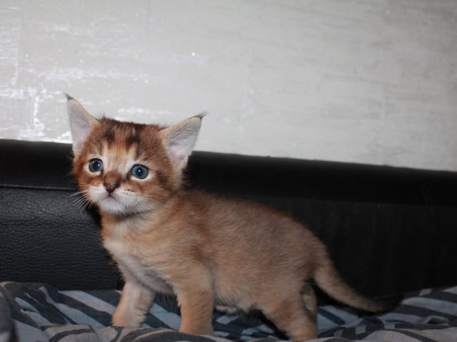 Exotic Shorthair