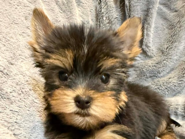 Yorkshire terrier
