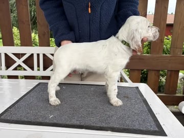 Engelsk setter · Levanger · Martin Gaard