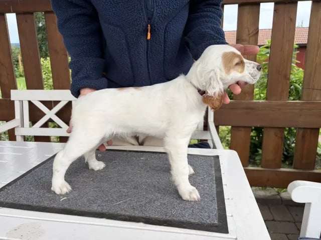 Engelsk setter