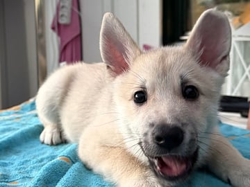 Norwegian Buhund · Halmstad · Torsten H.