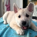 Norsk buhund