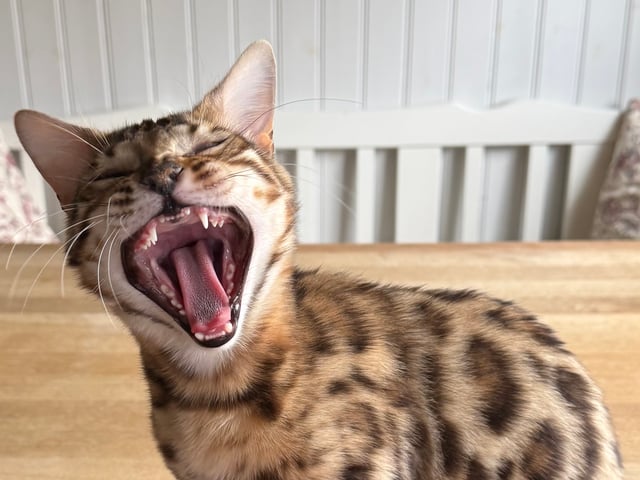 Bengal