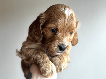 Royalcockerpoo