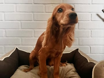 Cocker spaniel mor Cocker spaniel far · Råde · Mariela Mitrikova