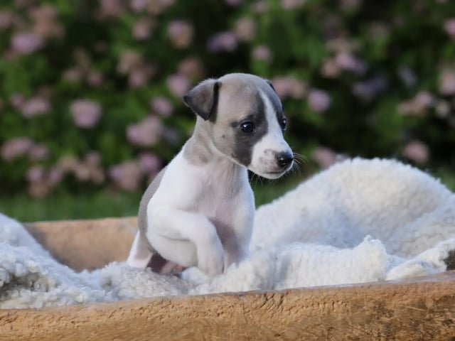 Whippet