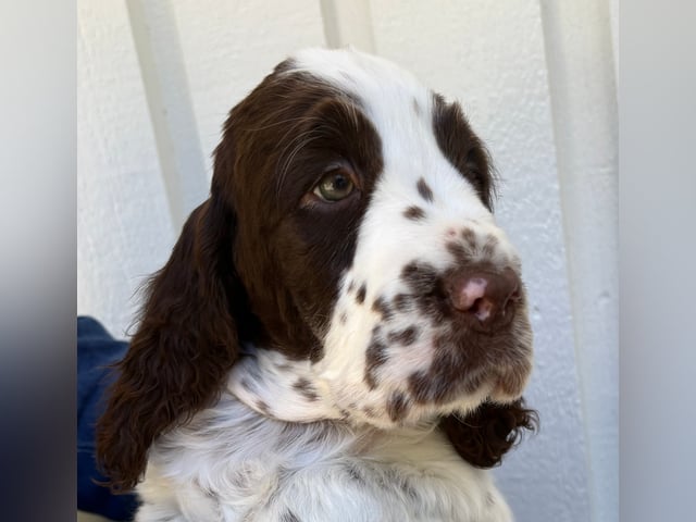 Engelsk springer spaniel