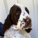 Engelsk springer spaniel