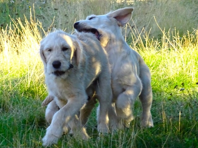 Labradoodle · överkalix · Humlehjarta