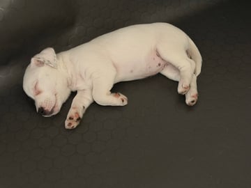 Jack Russell terrier · åstorp · Dzenita R.