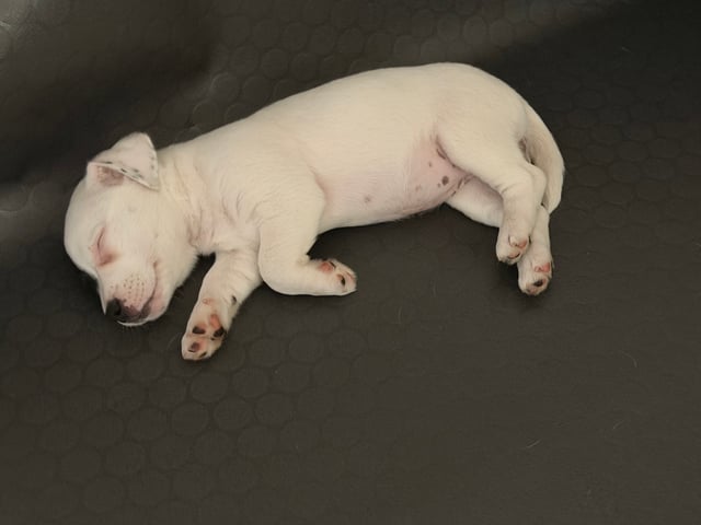 Jack Russell terrier · åstorp · Dzenita R.