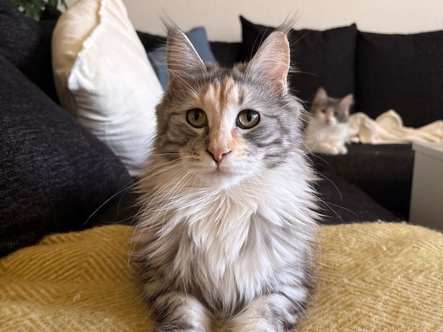 Maine Coon · Bjursås · Estelle W.