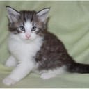 Norwegian Forest