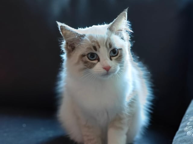 Ragdoll (utan stamtavla) · Vadstena · Skåningstorp