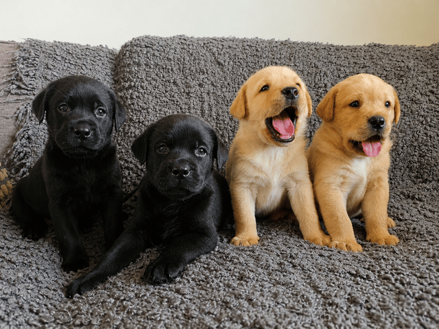 Labrador retriever