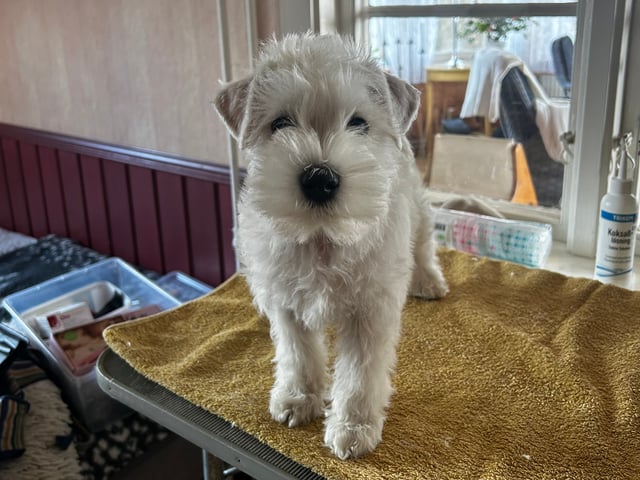Dværgschnauzer