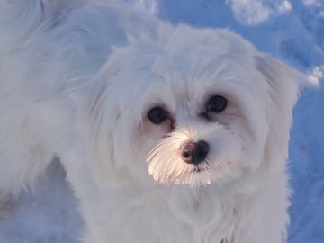 Maltipoo