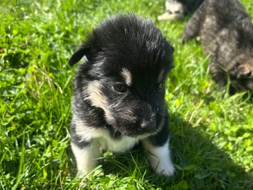 Siberian Husky · Stehag · Millie o Milo kennel