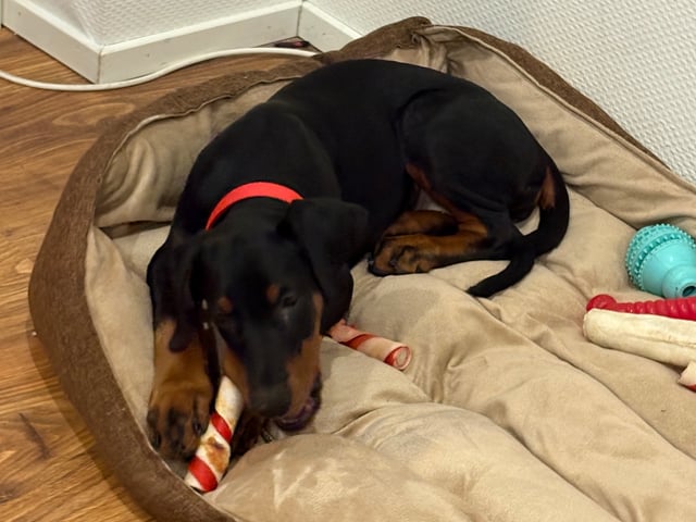 Dobermann