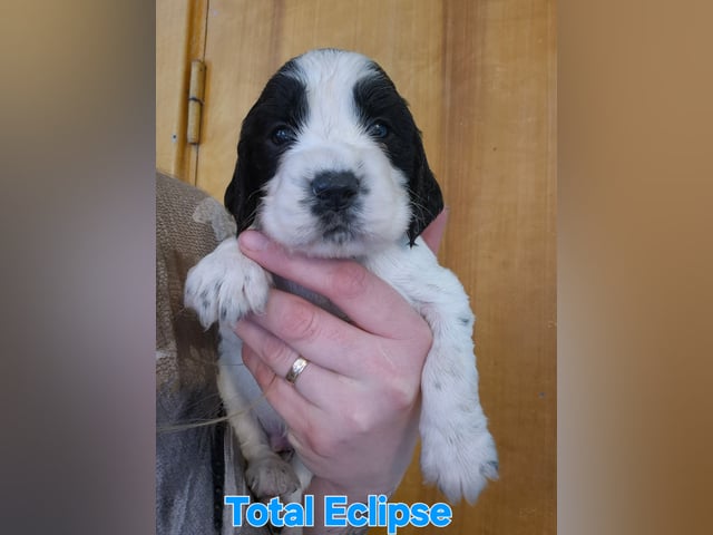 Engelsk springer spaniel