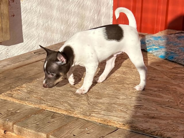 Rat Terrier