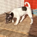 Rat Terrier