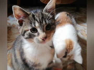Maine Coon · Jordbro · Ditta R.