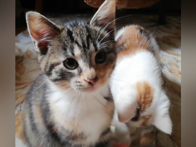 Maine Coon · Jordbro · Ditta R.